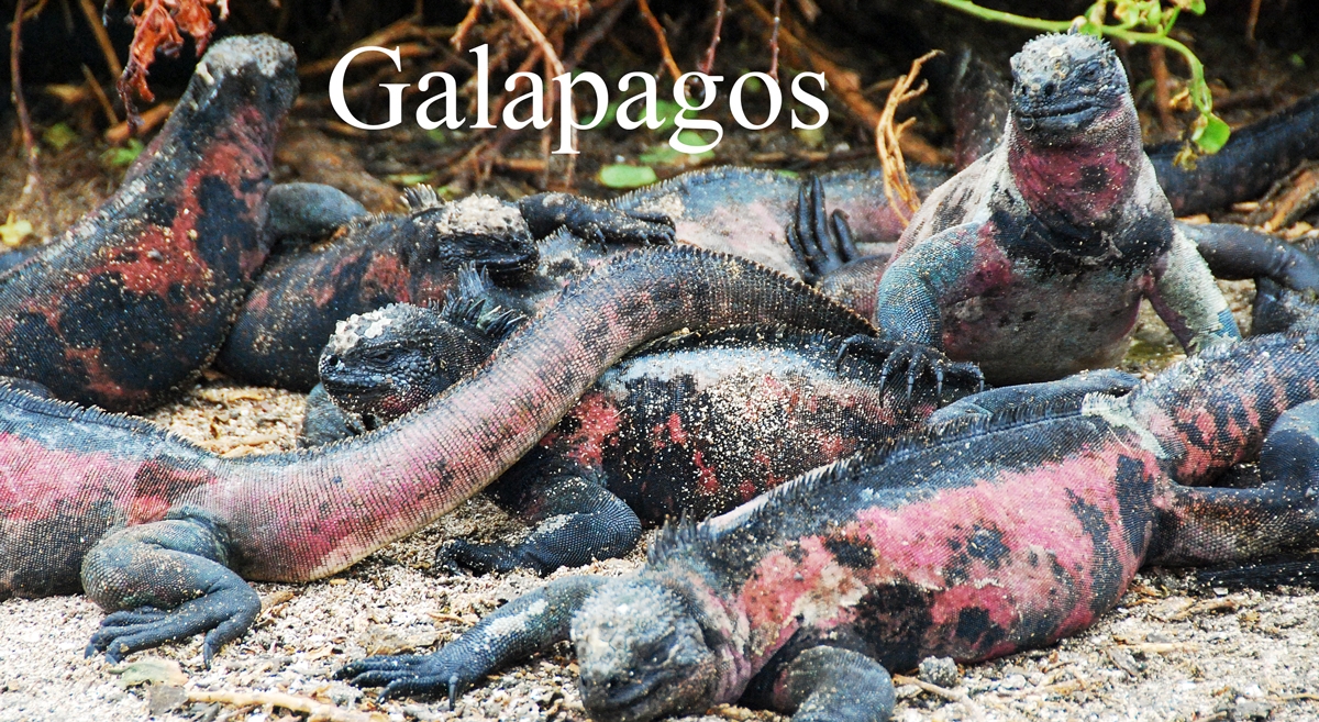 Galapagos © 2017 Resor och äventyr Guide till Galapagosöarna