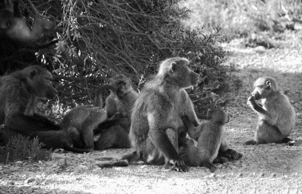 baboon South Africa  Cape of Good Hope   © resorochaventyr.se