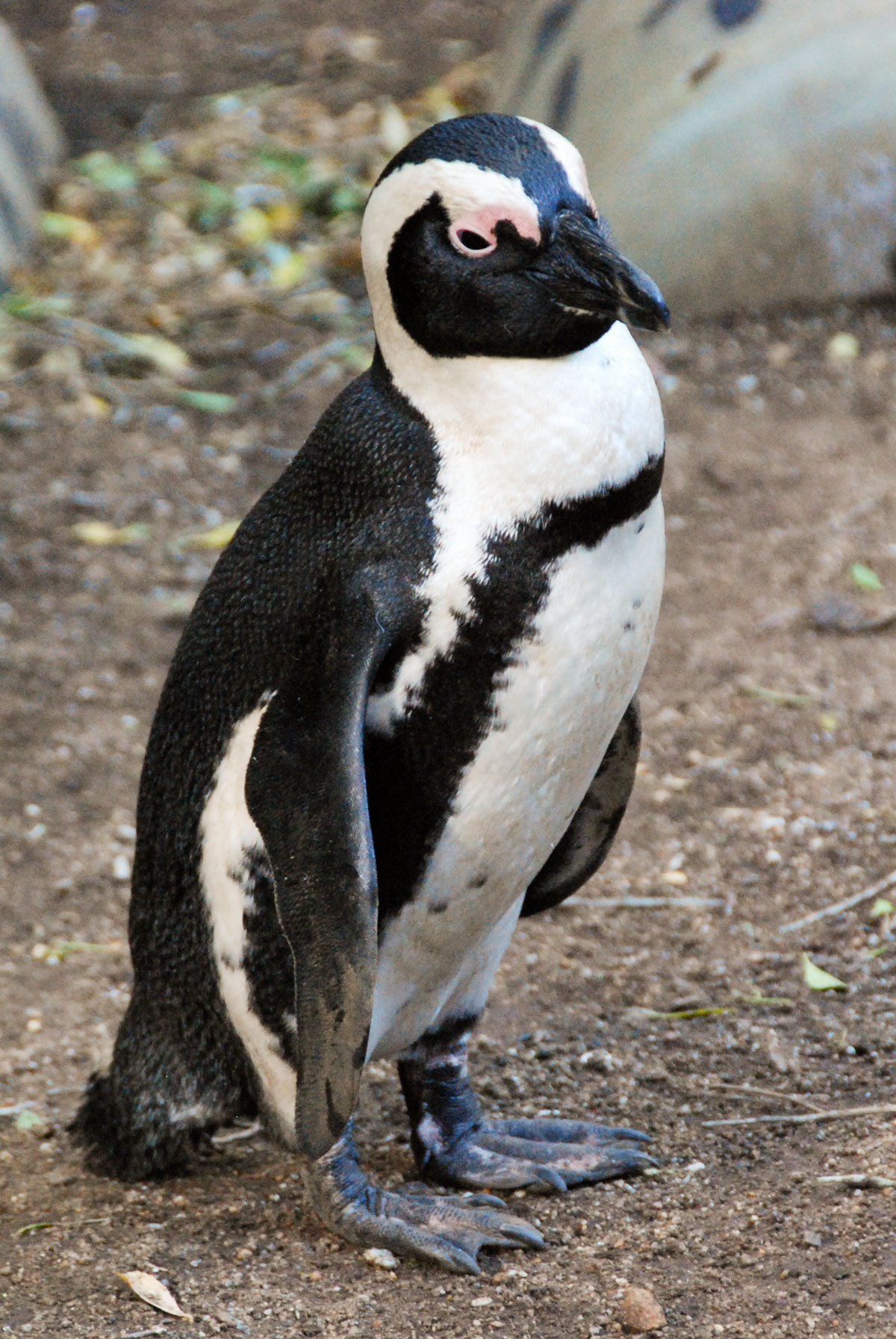 penguin South Africa  Cape Peninsula   © resorochaventyr.se