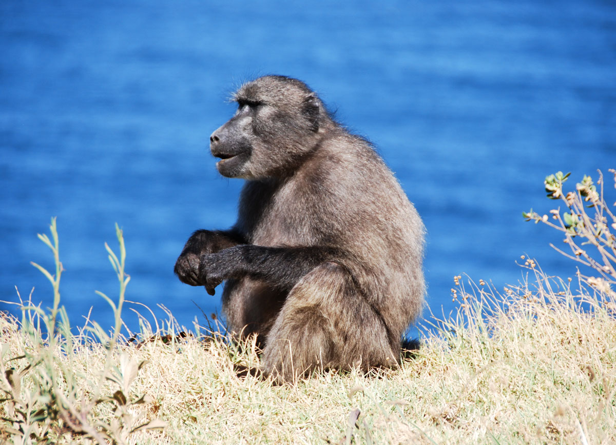 South Africa baboon © resorochaventyr.se