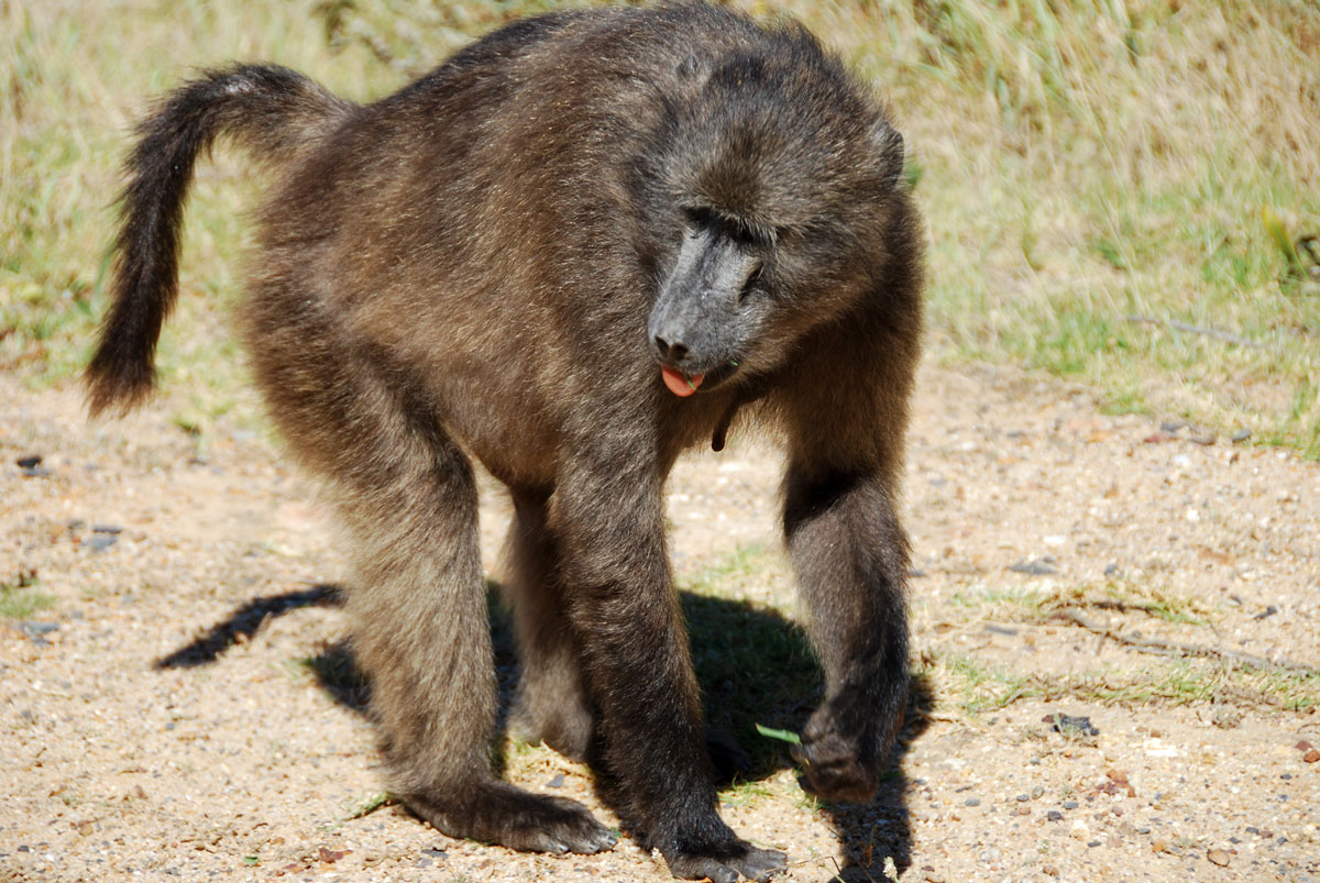 Sydafrika, Godahoppsudden, baboons