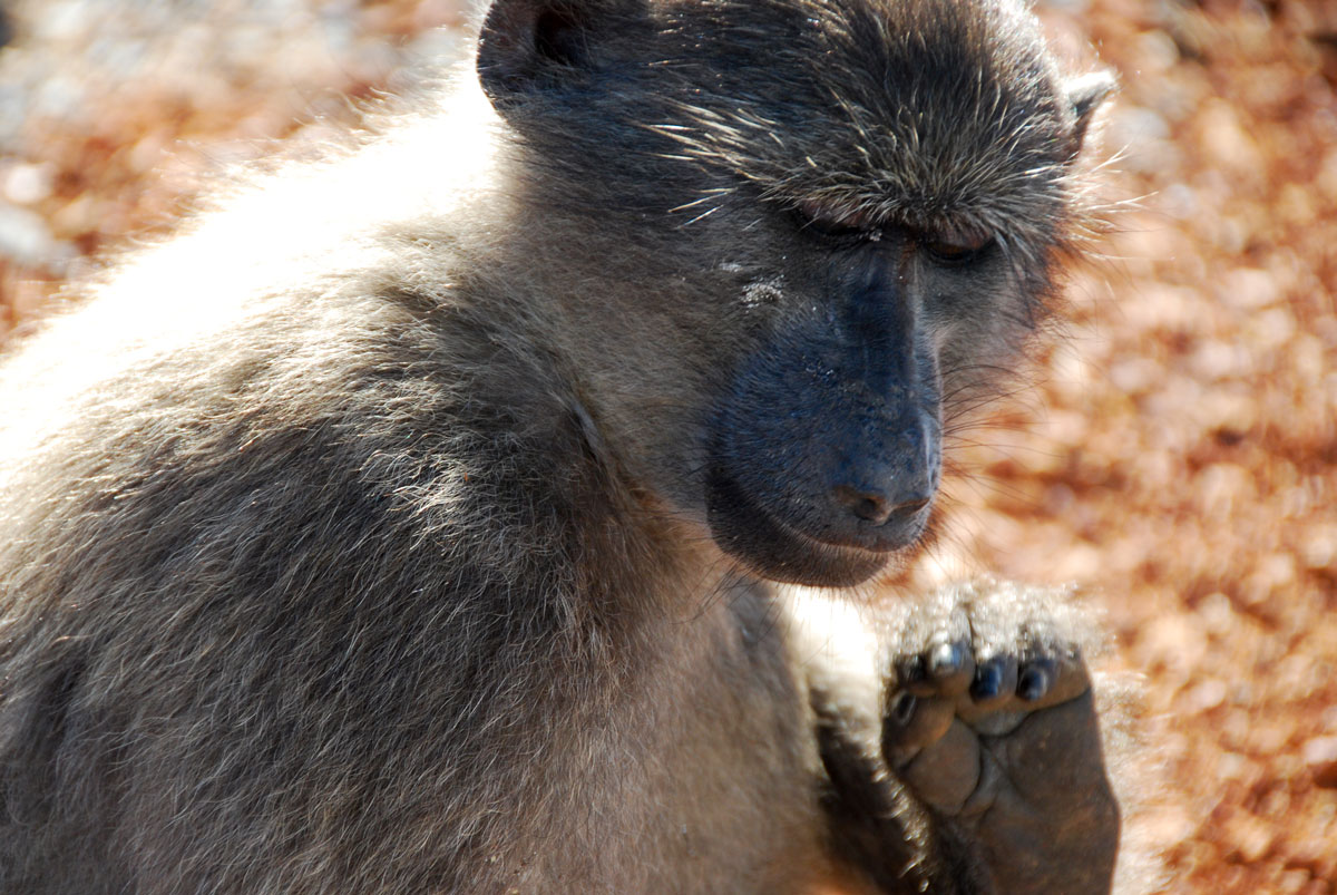 baboon South Africa  Cape of Good Hope   © resorochaventyr.se