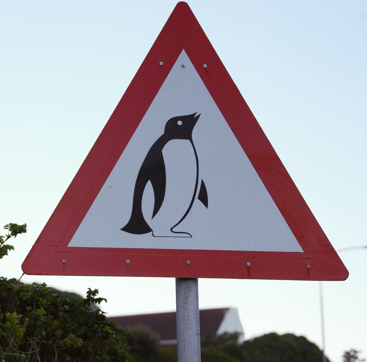 Sydafrika, pingvin