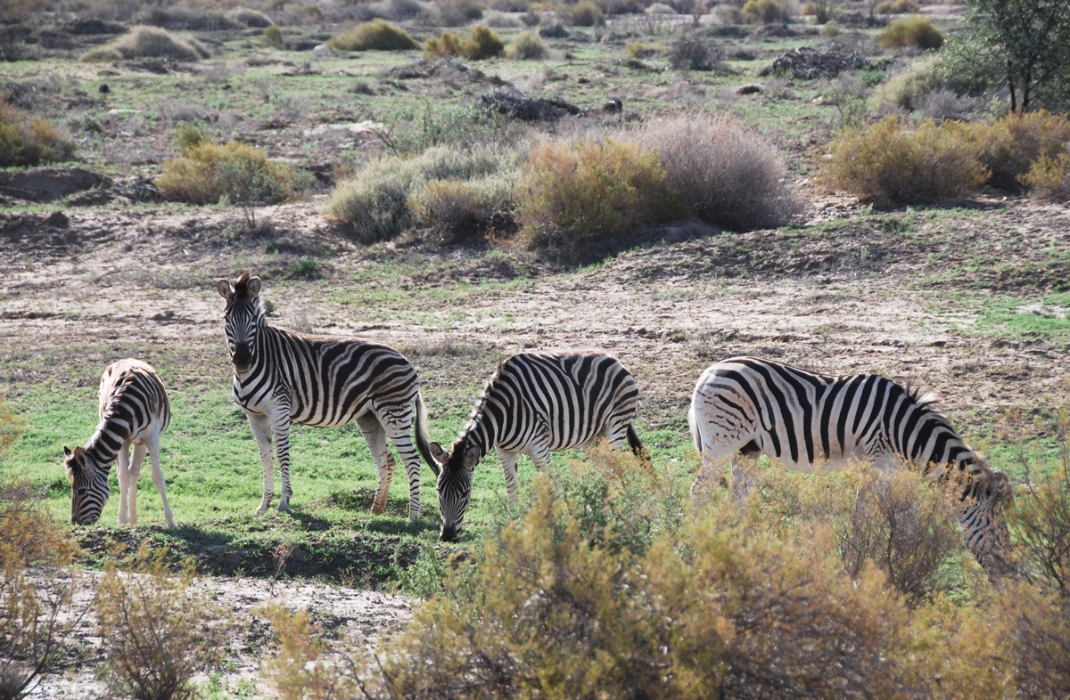 South Africa safari Sanbona resorochaventyr.se All rights reserved zebra