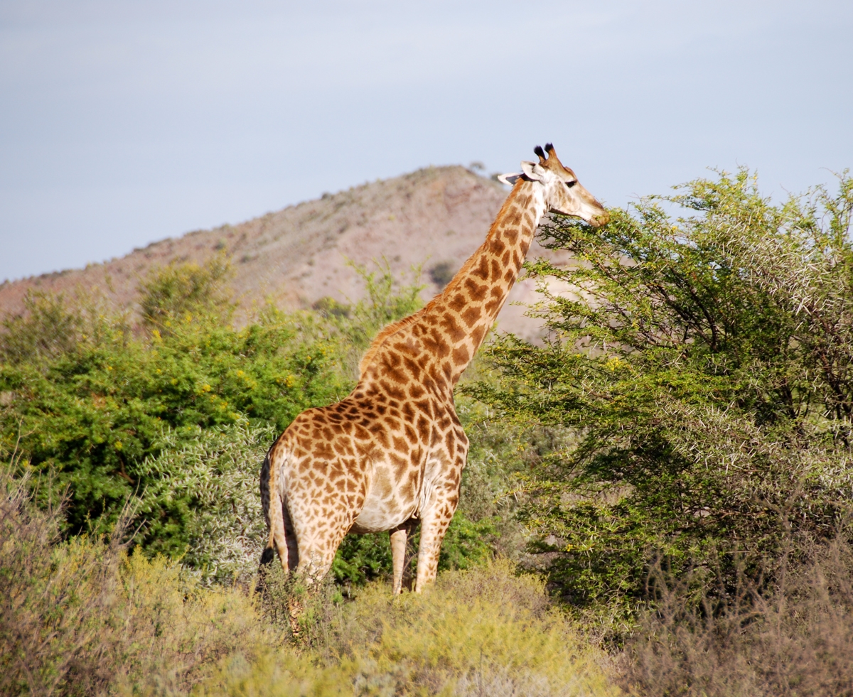 South Africa safari Sanbona resorochaventyr.se All rights reserved giraff