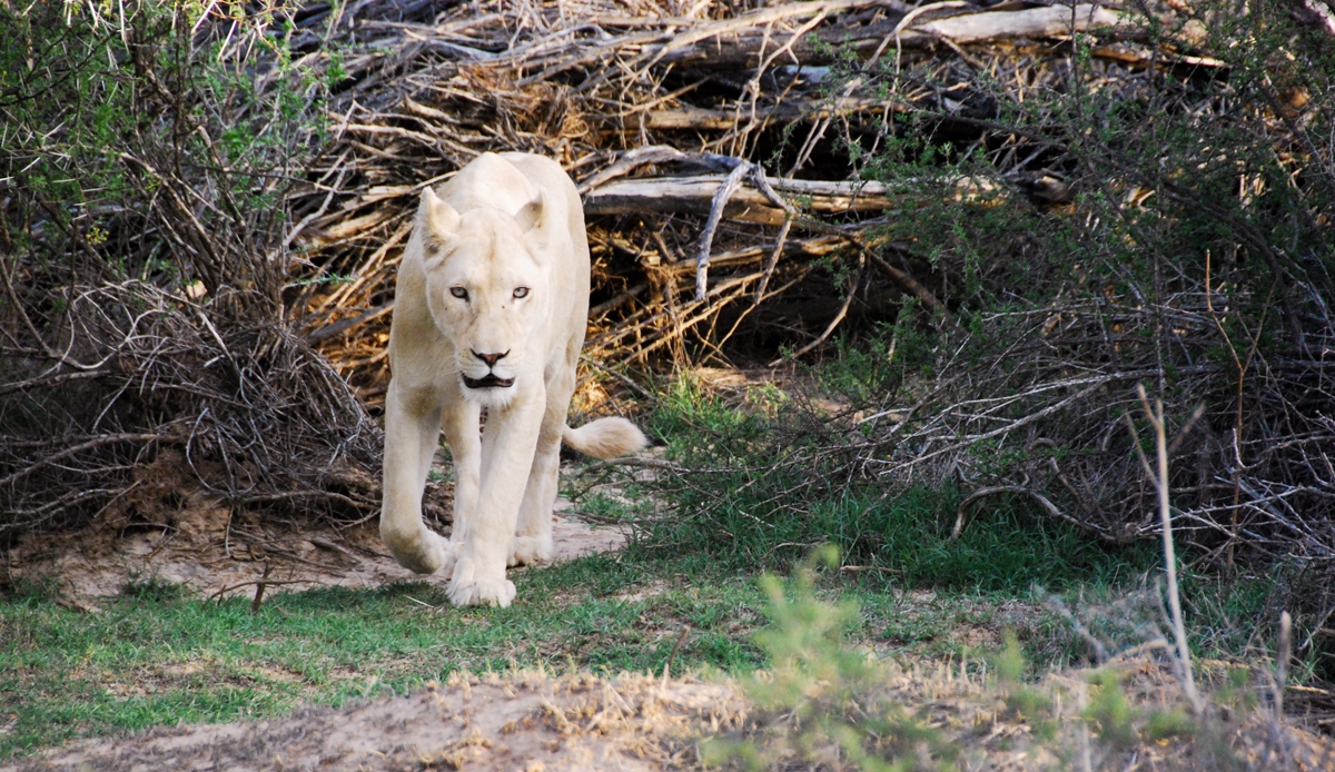 South Africa safari Sanbona resorochaventyr.se All rights reserved lion