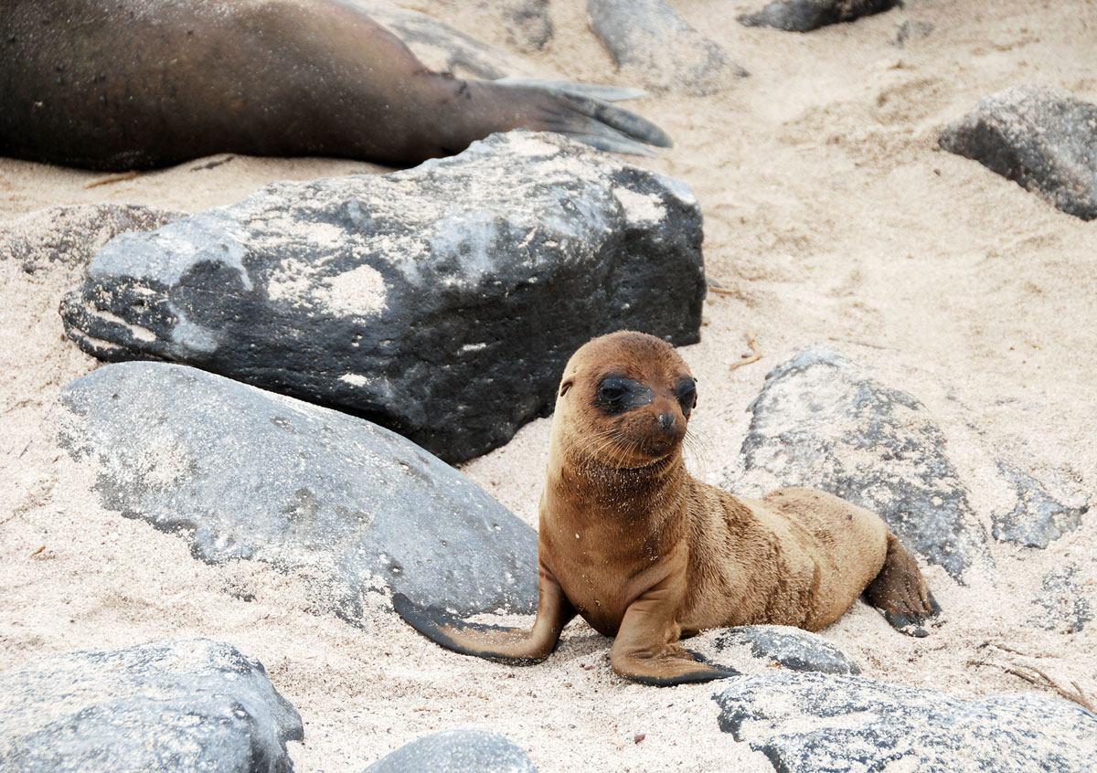 Galapagos, Espanola Galapagosöarna djur resor © resorochaventyr.se All rights reserved