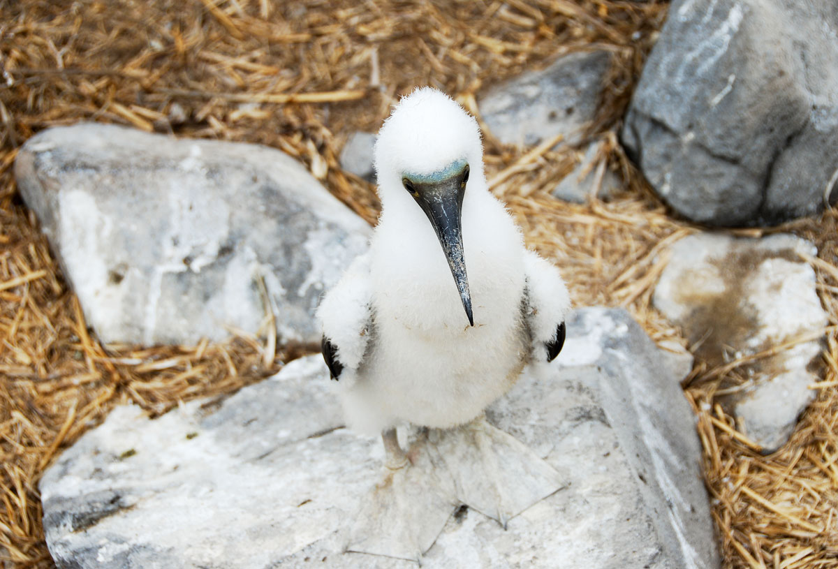 Galapagos, Espanola Galapagosöarna djur resor © resorochaventyr.se All rights reserved