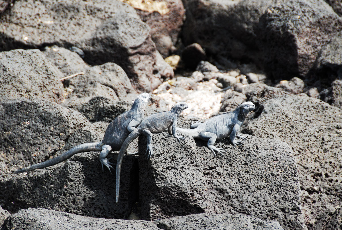 Galapagos, Isla Santa Cruz Galapagosöarna djur resor © resorochaventyr.se All rights reserved