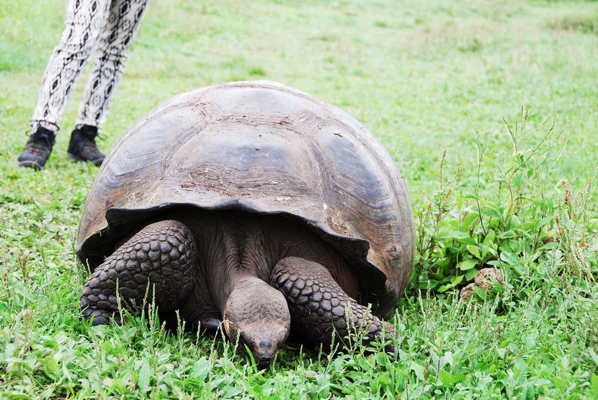Galapagos, Isla Santa Cruz Galapagosöarna djur resor jättesköldpadda © resorochaventyr.se All rights reserved