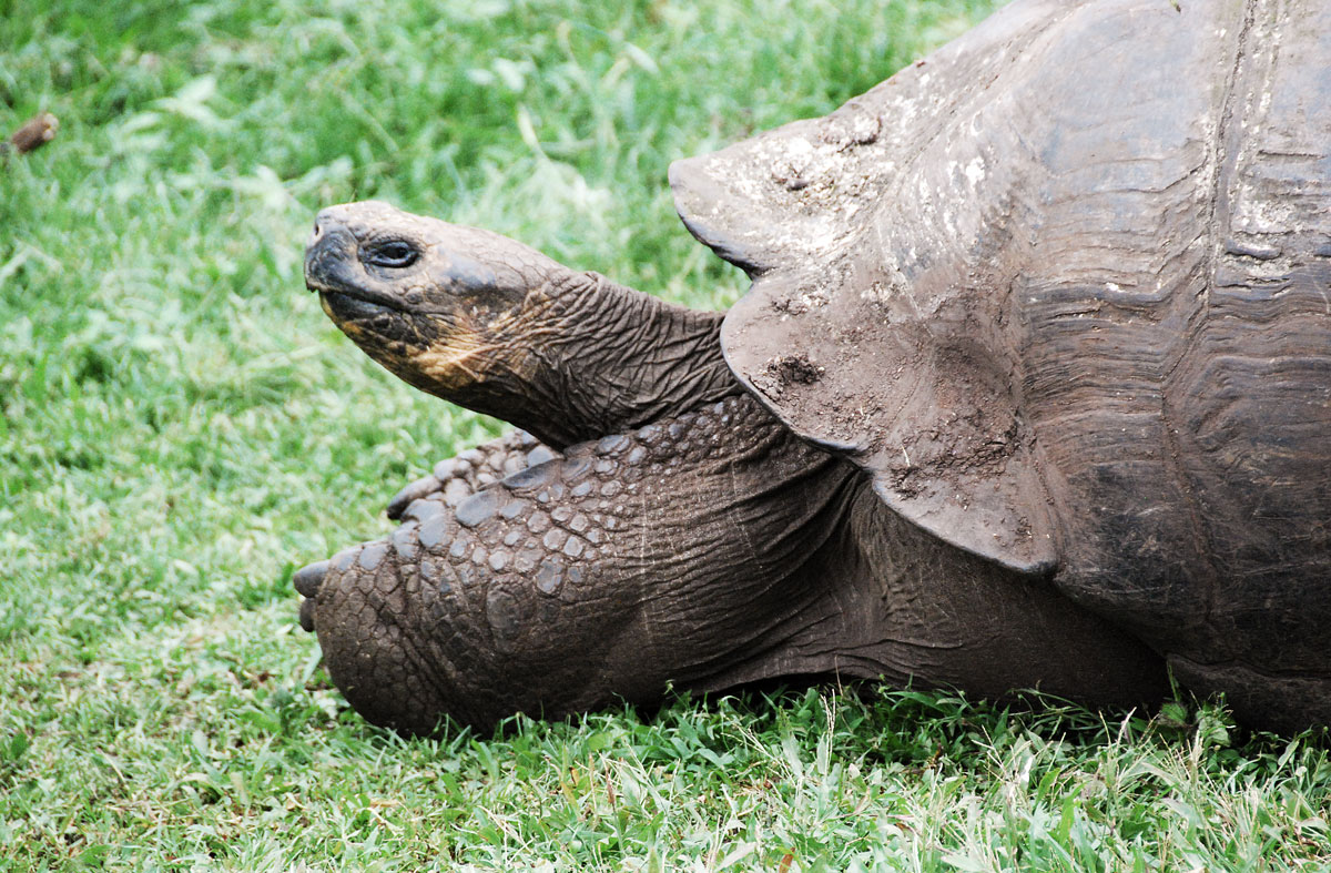 Galapagos, Isla Santa Cruz Galapagosöarna djur resor jättesköldpadda © resorochaventyr.se All rights reserved
