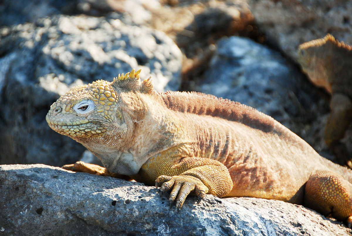 Galapagos, South Plaza Island, Galapagosöarna djur resor © resorochaventyr.se All rights reserved