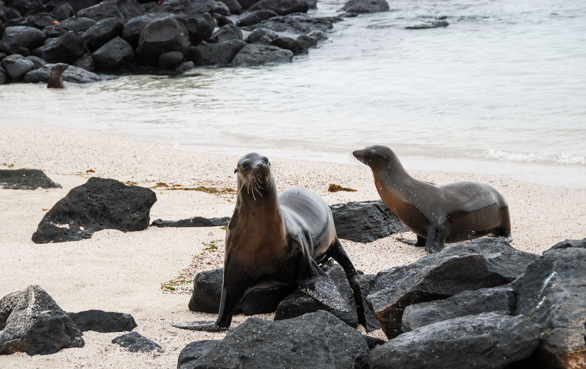 Galapagos, Espanola Galapagos, South Plaza Island, Galapagos Islands © All rights reserved resorochaventyr.se